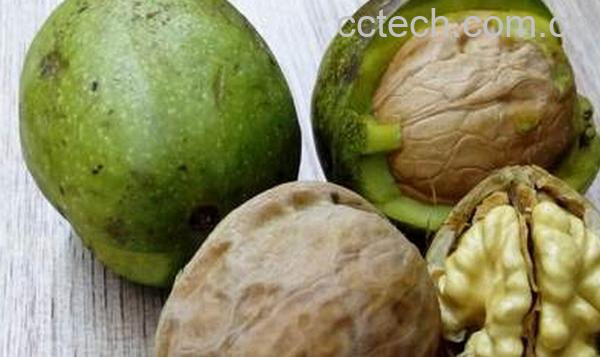 果蔬百科新鲜核桃的功效与作用-0