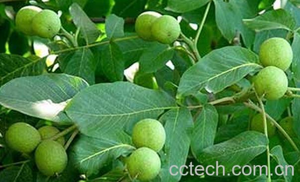 果蔬百科青皮核桃怎么去皮-0