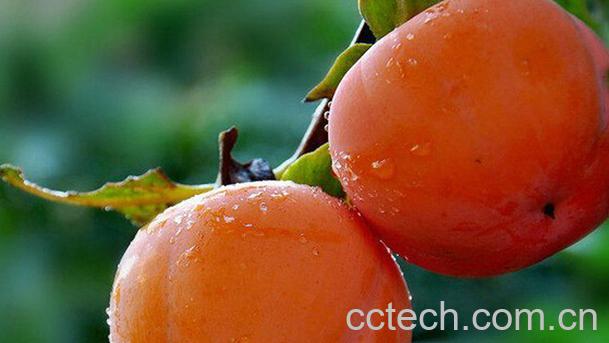 果蔬百科吃柿子的禁忌-0