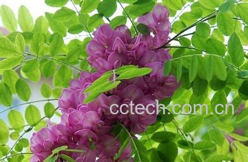 果蔬百科槐米的功效与作用-0