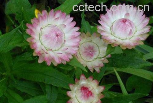 果蔬百科七彩菊茶-0