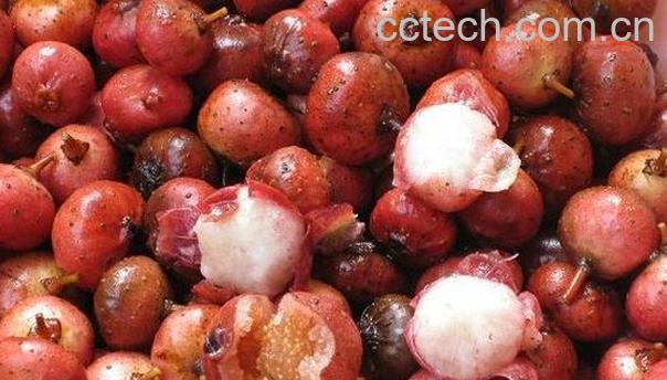 果蔬百科野地瓜-0