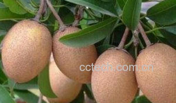 果蔬百科人心果的吃法技巧-0