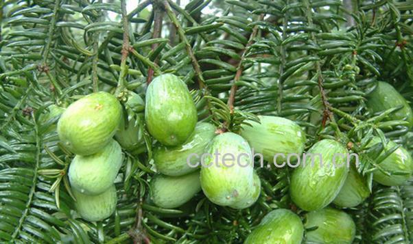 果蔬百科香榧怎么吃-0