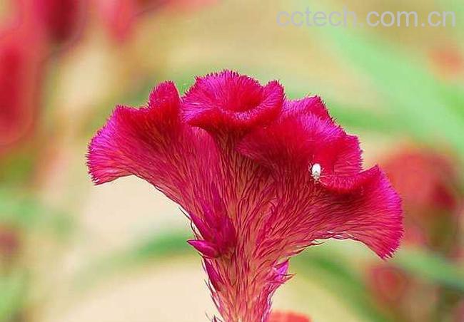 果蔬百科鸡冠花的功效与作用-0