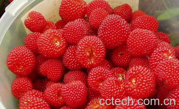 果蔬百科山莓和覆盆子的区别-0