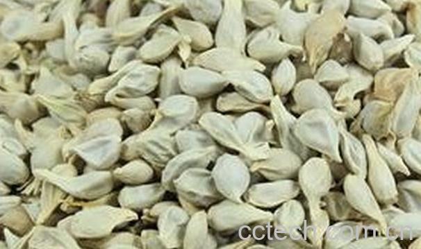 果蔬百科橘子核的药用作用-0