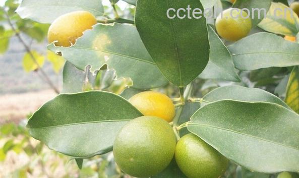 果蔬百科橘子叶-0