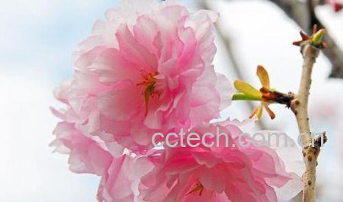 果蔬百科樱花和樱桃花的区别-0