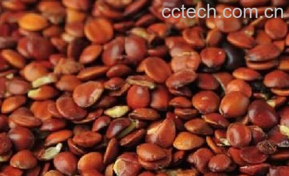 果蔬百科酸枣仁-0