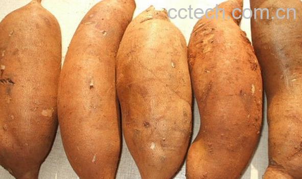 果蔬百科雪莲果-0