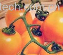 果蔬百科黄樱桃的营养价值-0