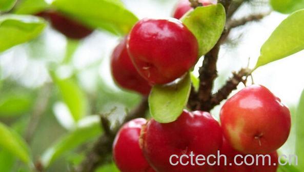 果蔬百科针叶樱桃-0