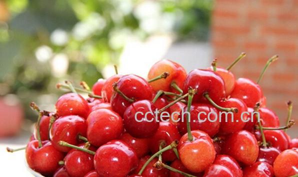 果蔬百科孕妇可以吃樱桃吗-0