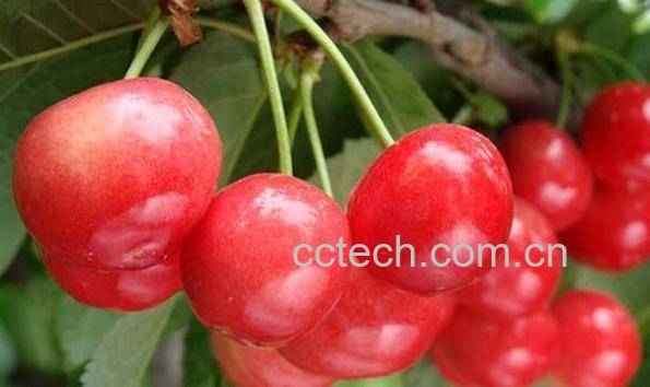 果蔬百科大樱桃和车厘子区别-0