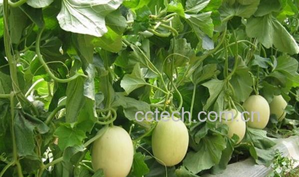 果蔬百科香瓜的病害及防治-0