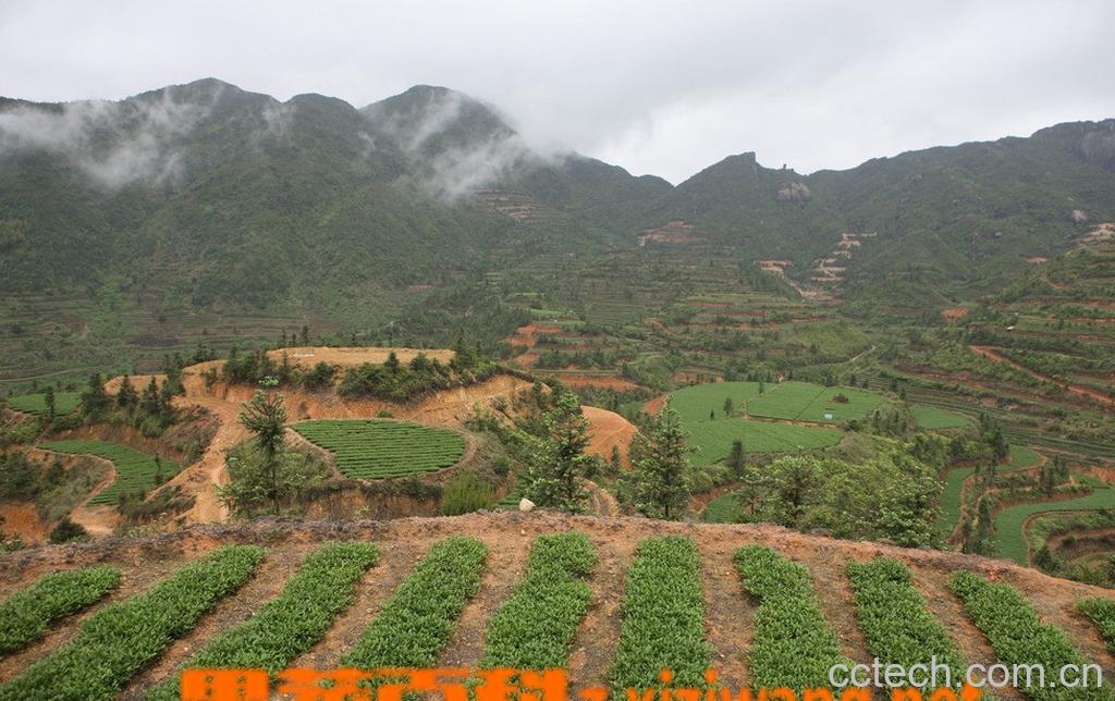 果蔬百科铁观音产地-0