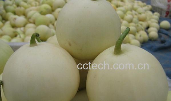 果蔬百科怀孕可以吃白香瓜吗-0