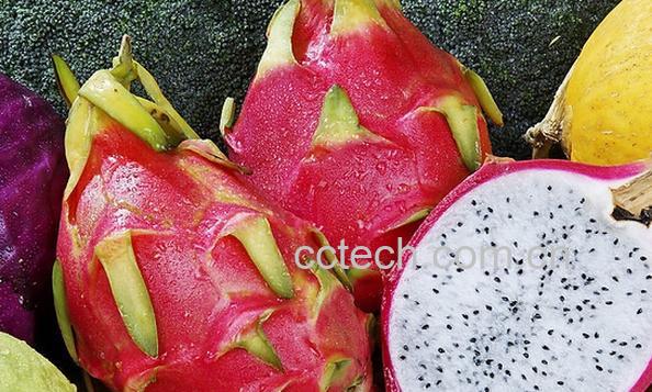 果蔬百科火龙果-0