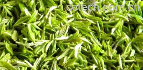 果蔬百科毛尖绿茶-0