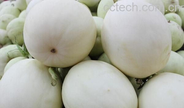 果蔬百科白香瓜-0