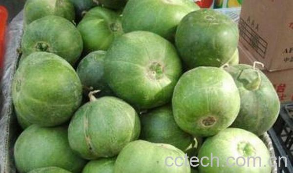 果蔬百科绿香瓜的作用-0