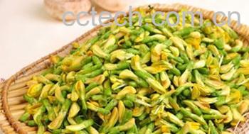 果蔬百科槐米茶-0