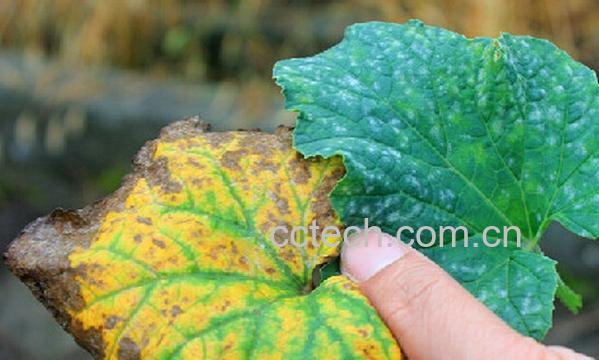 果蔬百科香瓜叶子发黄怎么办-0