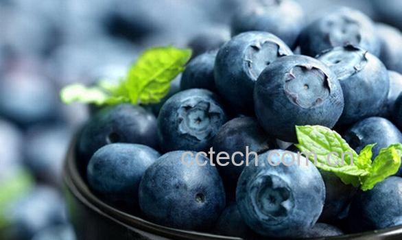果蔬百科选购野生蓝莓的技巧-0