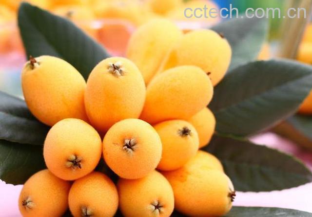 果蔬百科枇杷的营养价值及吃法-0