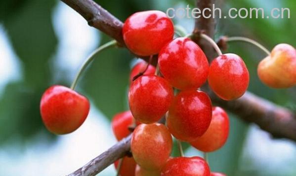 果蔬百科樱桃跟车厘子的区别-0