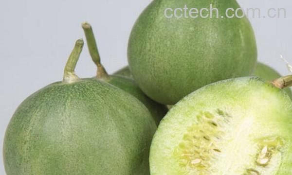 果蔬百科绿宝石香瓜-0