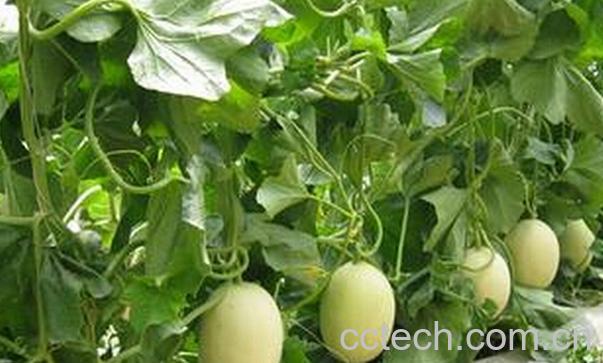 果蔬百科香瓜蒂-0