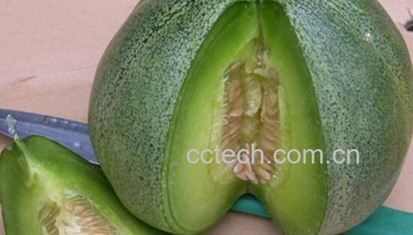 果蔬百科绿宝香瓜-0
