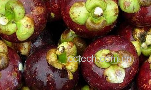 果蔬百科山竹的功效与禁忌-0