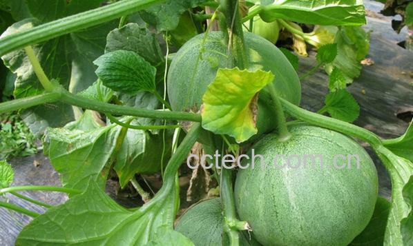 果蔬百科如何防治香瓜枯萎病-0