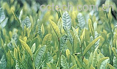 果蔬百科最好的龙井茶叶-0