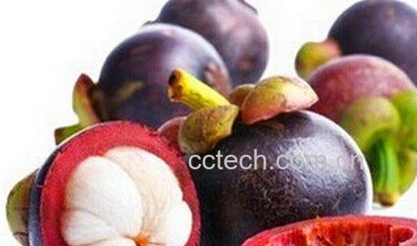 果蔬百科山竹-0