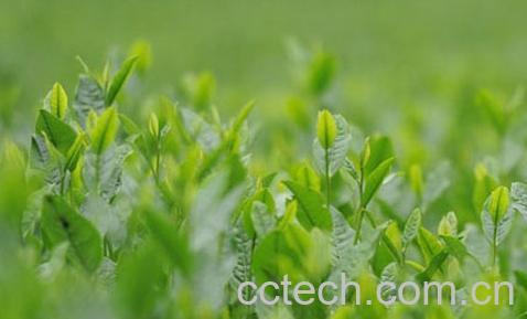 果蔬百科龙井茶的功效-0