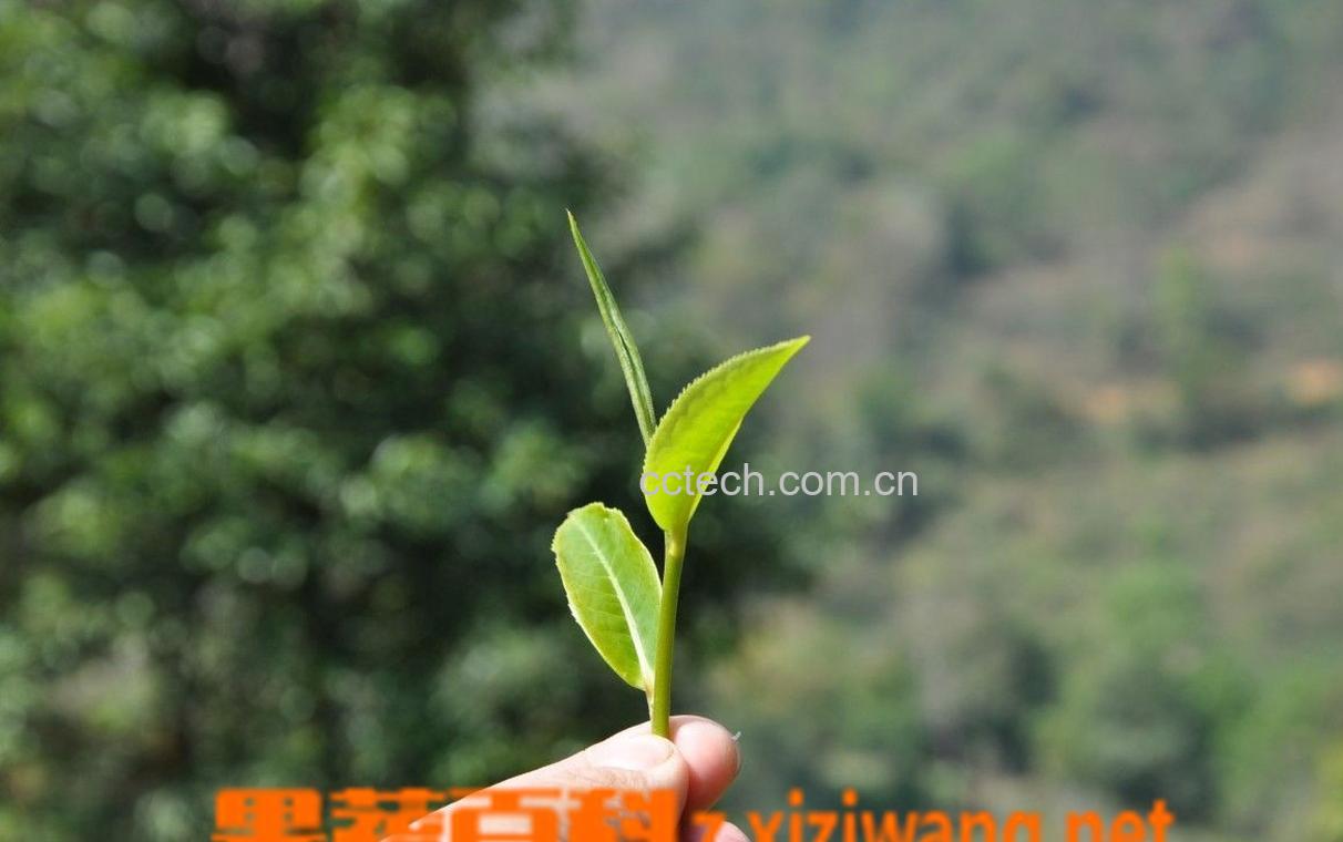 果蔬百科普洱茶功效-0