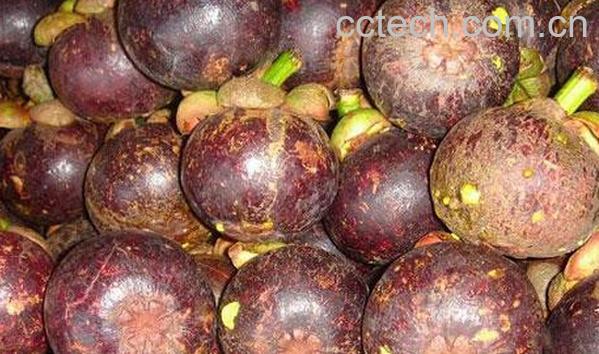 果蔬百科山竹的储藏方法-0