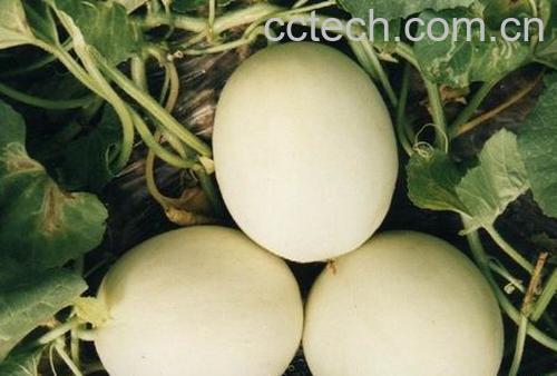 果蔬百科香瓜是热性还是凉性-0