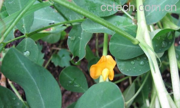 果蔬百科香瓜藤-0