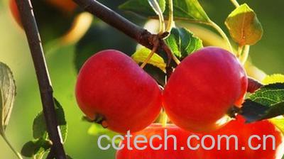 果蔬百科沙果的营养价值-0