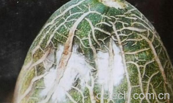 果蔬百科香瓜青枯病-0