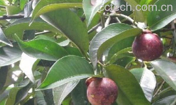 果蔬百科山竹-0