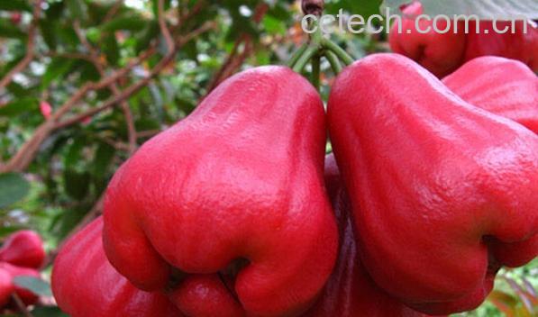 果蔬百科孕妇能不能吃莲雾-0