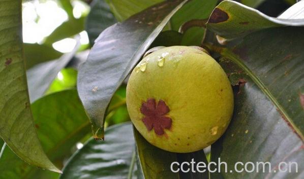 果蔬百科山竹的种植繁育-0