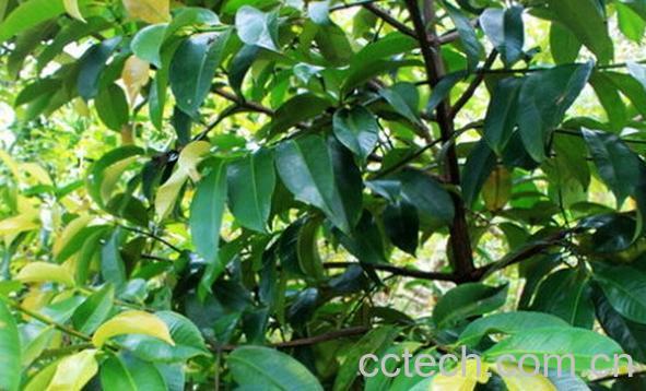 果蔬百科山竹草-0