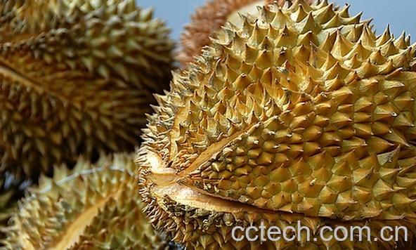 果蔬百科生榴莲怎么吃-0